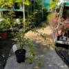 Acer palmatum 'Phoenix' - Japán juhar 'Phoenix' 60-90 cm, 18 cm-es cserépben
