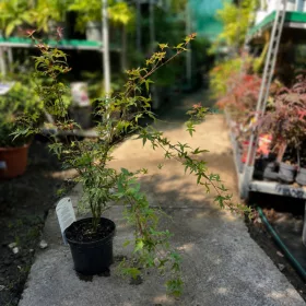   Acer palmatum 'Phoenix' - Japán juhar 'Phoenix' 60-90 cm, 18 cm-es cserépben