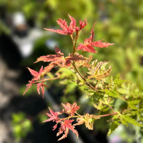 Acer palmatum 'Phoenix' - Japán juhar 'Phoenix' 60-90 cm, 18 cm-es cserépben