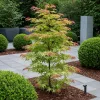Acer palmatum 'Phoenix' - Japán juhar 'Phoenix' 60-90 cm, 18 cm-es cserépben