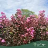 Lagerstroemia indica 'Black Diamond Lavander Lace' - Törzses kínai selyemmirtusz  180 cm, 80 cm-es törzsön, 27 cm-es cserépben