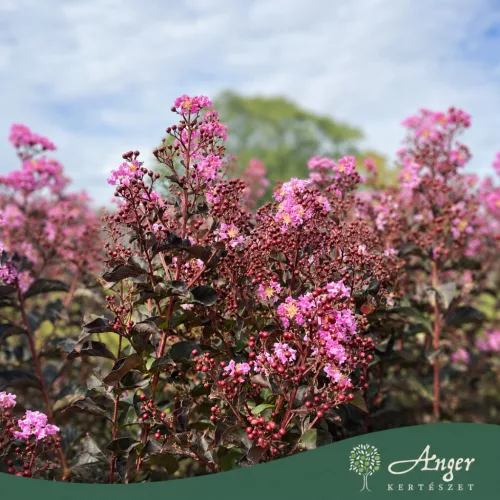 Lagerstroemia indica 'Black Diamond Lavander Lace' - Törzses kínai selyemmirtusz  180 cm, 80 cm-es törzsön, 27 cm-es cserépben