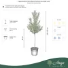 Lagerstroemia indica 'Black Diamond Lavander Lace' - Törzses kínai selyemmirtusz  180 cm, 80 cm-es törzsön, 27 cm-es cserépben