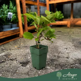   Actinidia deliciosa 'Golden Kiwi' - Kivi - citromsárga - 50 cm magas - 15 cm-es cserépben