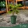 Actinidia deliciosa 'Golden Kiwi' - Kivi - citromsárga - 50 cm magas - 15 cm-es cserépben