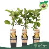 Actinidia deliciosa 'Golden Kiwi' - Kivi - citromsárga - 50 cm magas - 15 cm-es cserépben