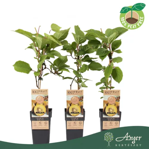 Actinidia deliciosa 'Golden Kiwi' - Kivi - citromsárga - 50 cm magas - 15 cm-es cserépben