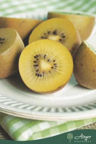 Actinidia deliciosa 'Golden Kiwi' - Kivi - citromsárga - 50 cm magas - 15 cm-es cserépben