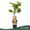 Actinidia deliciosa 'Golden Kiwi' - Kivi - citromsárga - 50 cm magas - 15 cm-es cserépben