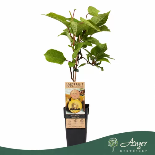 Actinidia deliciosa 'Golden Kiwi' - Kivi - citromsárga - 50 cm magas - 15 cm-es cserépben