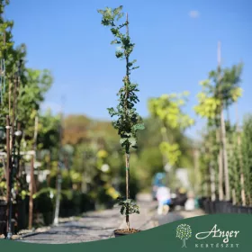   Quercus robur – kocsányos tölgy, 170 cm, 23 × 17 cm-es cserépben