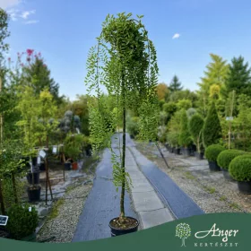   Styphnolobium japonicum ‘Pendula’ – szomorú japánakác, 250 cm, 35 × 27 cm-es cserépben