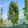 Styphnolobium japonicum ‘Pendula’ – szomorú japánakác, 250 cm, 35 × 27 cm-es cserépben