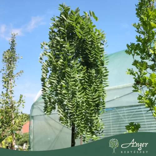 Styphnolobium japonicum ‘Pendula’ – szomorú japánakác, 250 cm, 35 × 27 cm-es cserépben
