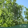 Styphnolobium japonicum ‘Pendula’ – szomorú japánakác, 250 cm, 35 × 27 cm-es cserépben