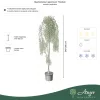 Styphnolobium japonicum ‘Pendula’ – szomorú japánakác, 250 cm, 35 × 27 cm-es cserépben