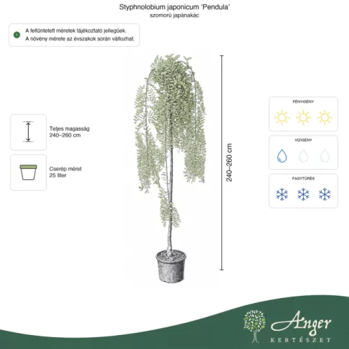 Styphnolobium japonicum ‘Pendula’ – szomorú japánakác, 250 cm, 35 × 27 cm-es cserépben