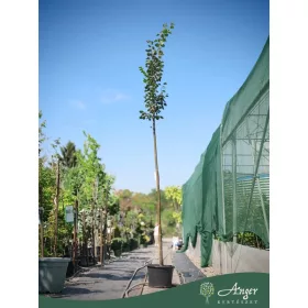   Tilia cordata ‘Greenspire’ – kislevelű hárs, 300 cm, 35 x 30 cm 