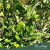 Ginkgo biloba - Páfrányfenyő 250-300 cm, 43x36 cm-es cserépben