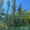 Ginkgo biloba - Páfrányfenyő 250-300 cm, 43x36 cm-es cserépben