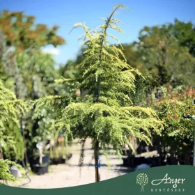   Cedrus deodara ‘Golden Horizon’ – Törzses arany himalájai cédrus, 140 cm, 40 literes cserépben