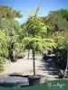 Cedrus deodara ‘Golden Horizon’ – Törzses arany himalájai cédrus, 140 cm, 40 literes cserépben