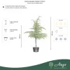 Cedrus deodara ‘Golden Horizon’ – Törzses arany himalájai cédrus, 140 cm, 40 literes cserépben