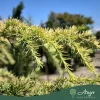 Cedrus deodara ‘Golden Horizon’ – Törzses arany himalájai cédrus, 140 cm, 40 literes cserépben