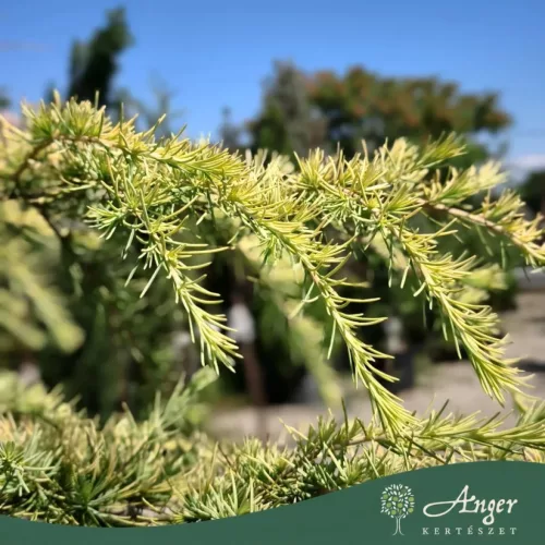 Cedrus deodara ‘Golden Horizon’ – Törzses arany himalájai cédrus, 140 cm, 40 literes cserépben
