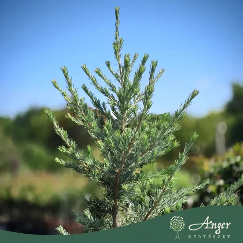 Cedrus deodara ‘Electra Blue’ – kék himalájai cédrus, 170 cm, 35 × 33 cm-es cserépben