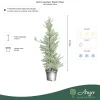 Cedrus deodara ‘Electra Blue’ – kék himalájai cédrus, 170 cm, 35 × 33 cm-es cserépben