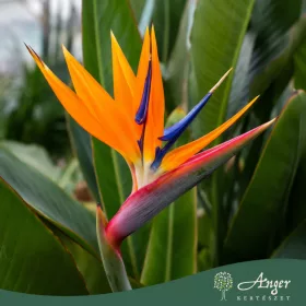   Strelitzia reginae - Papagájvirág 70-90 cm, 25 cm-es cserépben