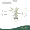 Strelitzia reginae - Papagájvirág 70-90 cm, 25 cm-es cserépben