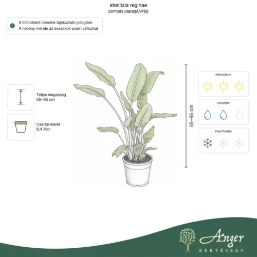 Strelitzia reginae - Papagájvirág 70-90 cm, 25 cm-es cserépben