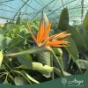 Strelitzia reginae - Papagájvirág 70-90 cm, 25 cm-es cserépben