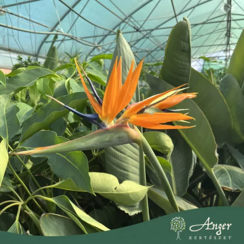 Strelitzia reginae - Papagájvirág 70-90 cm, 25 cm-es cserépben
