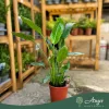 Strelitzia reginae - Papagájvirág 70-90 cm, 25 cm-es cserépben