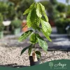Theobroma cacao - Kakaófa 50 - 60 cm, 3 literes cserépben