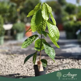 Theobroma cacao - Kakaófa 50 - 60 cm, 3 literes cserépben