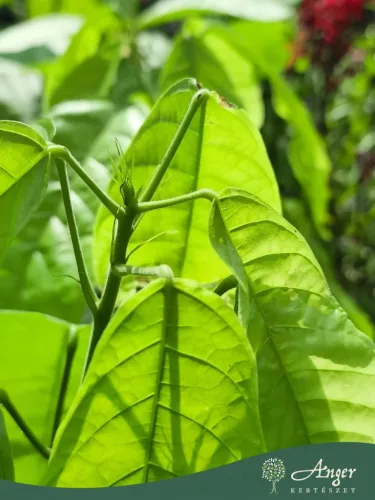 Theobroma cacao - Kakaófa 50 - 60 cm, 3 literes cserépben