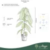 Theobroma cacao - Kakaófa 50 - 60 cm, 3 literes cserépben