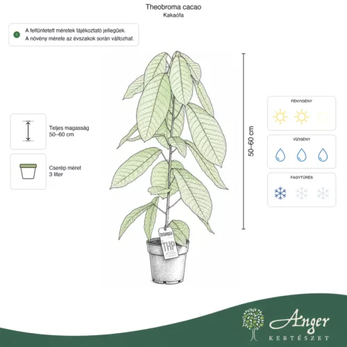 Theobroma cacao - Kakaófa 50 - 60 cm, 3 literes cserépben