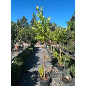   Magnolia stellata - Csillagmagnólia 150-175 cm, 31x28 cm-es cserépben