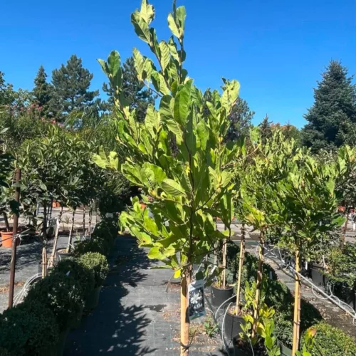 Magnolia stellata - Csillagmagnólia 150-175 cm, 31x28 cm-es cserépben