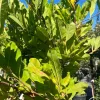 Magnolia stellata - Csillagmagnólia 150-175 cm, 31x28 cm-es cserépben