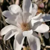 Magnolia stellata - Csillagmagnólia 150-175 cm, 31x28 cm-es cserépben