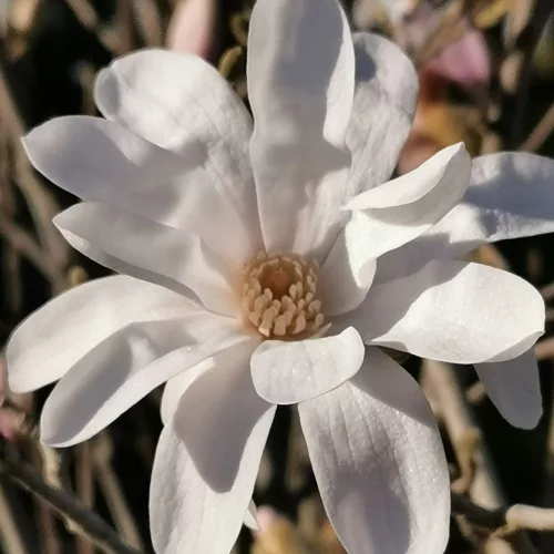 Magnolia stellata - Csillagmagnólia 150-175 cm, 31x28 cm-es cserépben