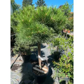   Pinus nigra 'Brepo' - Törpe gömb feketefenyő (törzses) 120 cm, 90 cm-es törzsön, 33x29 cm-es cserépben
