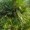 Pinus nigra 'Brepo' - Törpe gömb feketefenyő (törzses) 120 cm, 90 cm-es törzsön, 33x29 cm-es cserépben