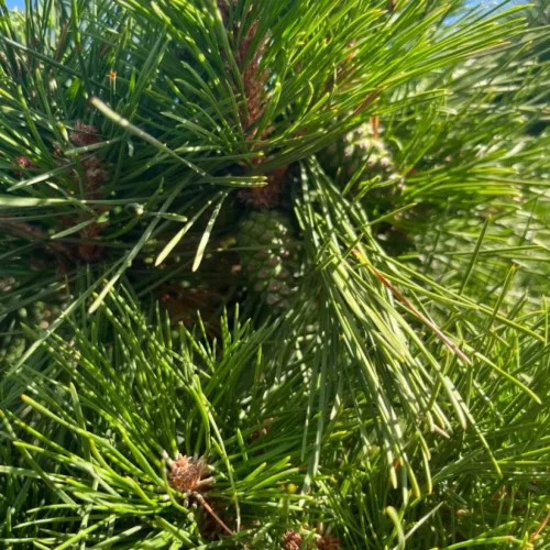 Pinus nigra 'Brepo' - Törpe gömb feketefenyő (törzses) 120 cm, 90 cm-es törzsön, 33x29 cm-es cserépben